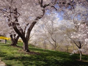 Goergetown Dumbarton Cherry Tree